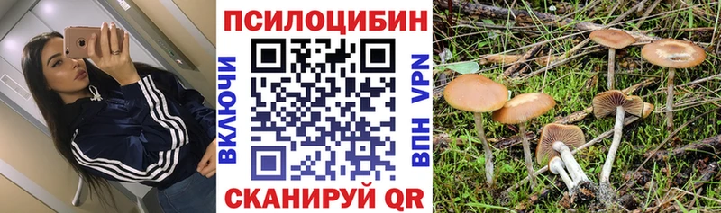 где можно купить   Новая Ляля  Галлюциногенные грибы Psilocybine cubensis 